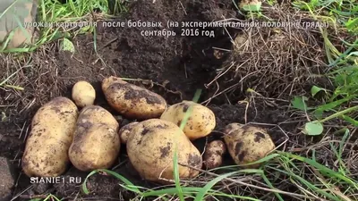 У жительницы Каменского района сосед украл два ведра картошки