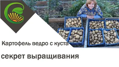 картошка картофель 1 ведро 12л (не крупная) — купить в Красноярске.  Картофель на интернет-аукционе Au.ru