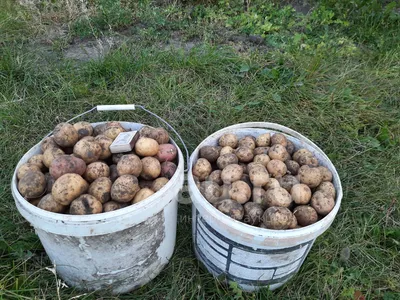 Как вырастить картофель под сеном - Статья - Журнал - FORUMHOUSE
