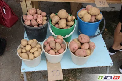 Интересные и необычные факты о картофеле: как выбирать картофель, какие  сорта полезны и опасны - 9 ноября 2019 - 45.ru