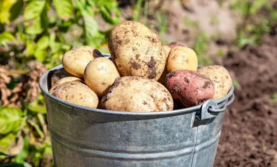 Осень. Ведра с картошкой на выкопанном картофельном поле
