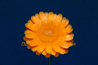 Карвинг - хризантема из моркови