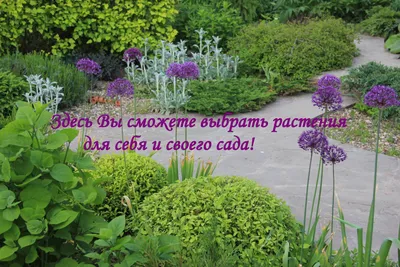 Самые неприхотливые цветы для дачи: 30+ лучших видов