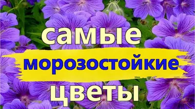 Как узнать названия цветов и растений по фотографии. Советы и рекомендации  цветоводам