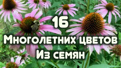 Неприхотливые многолетники для вашего сада | Блог GreenMarket