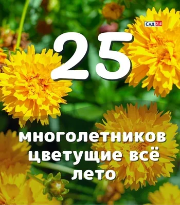 Каталог низкорослых многолетних растений