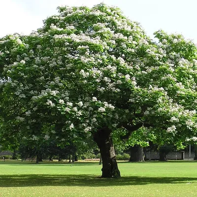 Катальпа Обыкновенная бигнониевидная (Catalpa bignonioides) С10 купить в  Украине с доставкой | Цена в Svitroslyn.ua