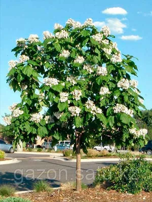 Катальпа бигнониевидная (Catalpa bignonioides) купить по цене 4.500,00 руб.  в Москве в садовом центре Южный