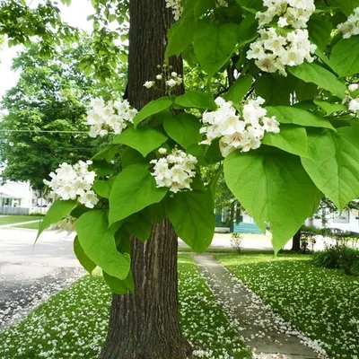 Катальпа краснеющая Пурпуреа (Catalpa erubescens Purpurea) саженец, 10 шт.  в упаковке в интернет-магазине VALLES.RU