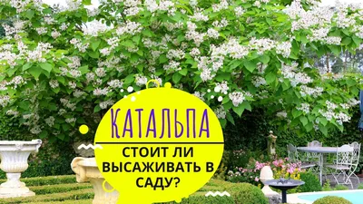 Катальпа Нана на штамбе / h 180-220 / Catalpa bignonioides Nana: продажа,  цена в Украине. саженцы декоративных деревьев и кустарников от \"БалСад\" -  2042374102