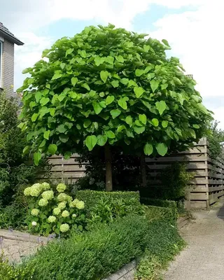 Цена на Катальпа бигнониевидная Уолтер (Catalpa bignonioides Walter) -  купить саженцы