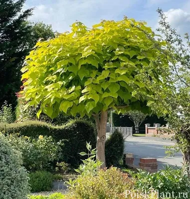 Купить Катальпа бигнониевидная Catalpa bignonioides - в питомнике Флорини