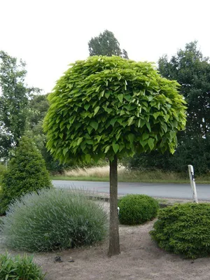 Катальпа бигнониевидная 'Nana' Catalpa bignonioides 'Nana' - купить в Киеве  и области, справедливая цена - Green Garth (Грин Гарт)