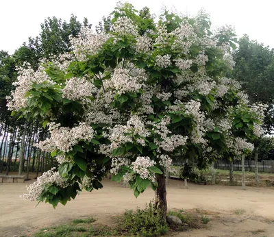 Купить саженцы Катальпа бигнониевидная Уолтер (Catalpa bignonioides Walter)  в питомнике. Для сорта Катальпа бигнониевидная Уолтер (Catalpa bignonioides  Walter) есть описание, фото, цены и отзывы садоводов.