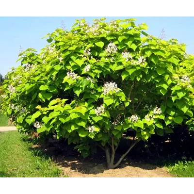 Катальпа Саженец 50 см 166199215 купить за 354 ₽ в интернет-магазине  Wildberries