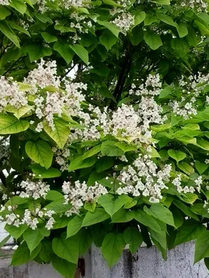 Лучше не выращивать: 5 деревьев, которые портят впечатление от сада