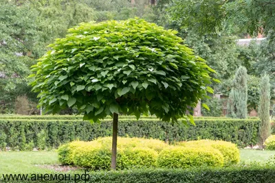 Катальпа бигнониевидная (Catalpa bignonioides) — купите саженцы в  контейнере в Краснодаре - Прекраснодар — садовый центр в Краснодаре