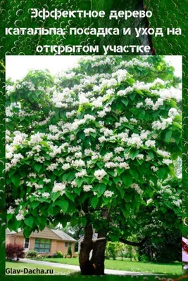 Катальпа – Купить в Оренбурге – Доставка по РФ