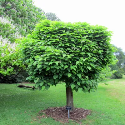 Файл:Manchurian catalpa in bloom.jpg — Википедия