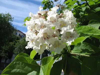 Катальпа бигнониевидная \"Нана\" (Nana): купить саженцы в Москве - Ромашкино  Парк