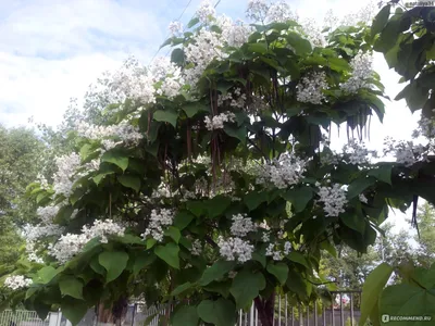 Catalpa bignonioides 'Nana' | Bignoniaceae - Van den Berk Nurseries