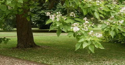 Катальпа бигнониевидная семена (20 шт) (Catalpa bignonioides) индейское  бобовое дерево (ID#670376242), цена: 45 ₴, купить на Prom.ua