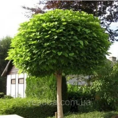 Катальпа бигнониевидная (Catalpa Bignoniaceae) С3 — Питомник Летний сад
