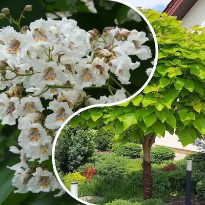 🌱 Семена Катальпа Прекрасная Талисман, Семена, 20 шт. Цена от 350 руб. В  наборе качественные семена, инструкция и советы по проращиванию дерева  дома. Купить с доставкой и онлайн оплатой. - интернет-магазин Лесландия