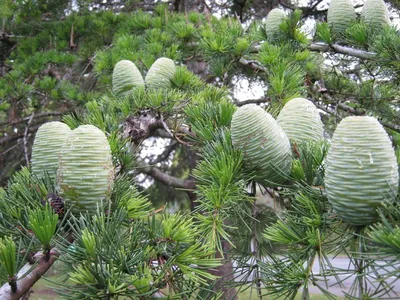 🌱 Сосна кедровая Glauca по цене от руб: - купить в Москве с доставкой -  интернет-магазин Все Сорта