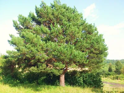 Сосна кедровая Pinus cembra