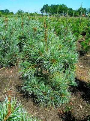 Сосна корейская кедровая \"Glauca\" (Глаука): купить саженцы в Москве -  Ромашкино Парк