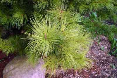 Сосна кедровая корейская Сильверей Pinus koraiensis Silveray | Питомник  Тайга