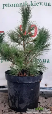 Сосна кедровая Глаука (Pinus cembra Glauca) | Питомник растений Сосны