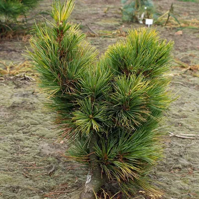 Сосна кедровая Глаука (Pinus cembra Glauca) купить в хвойном питомнике