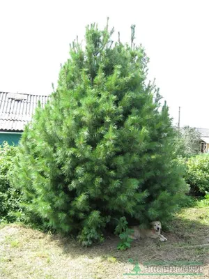 Сосна кедровая сибирская или сибирский кедр (Pinus sibirica) – Питомник  растений СЕЗОНЫ