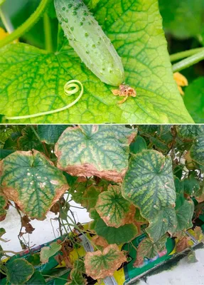 Хлороз огурцов [фото и их лечение] | Почему хлорозят листья