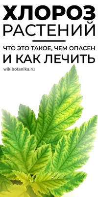 Выращиваю огурцы на лоджии, был паутинный клещ, избавилась фитовермом, но  хлороз не прошёл, в чем может быть причина? Вирусы от клеща или малый объём  горшка? Или ещё что-то?