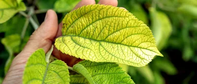 Хлороз растений – причины и лечение | Дела огородные (Огород.ru)