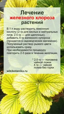 13 наиболее распространенных болезней огурцов: признаки, риски и советы,  как с ними бороться | AgroMarket интернет магазин семян