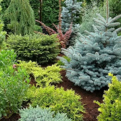 🏡Хвойные композиции 🌲Хвойники как и все другие растения н...