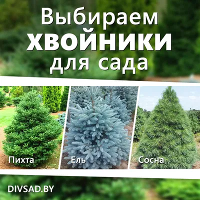 ХВОЙНИКИ