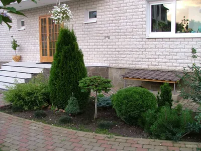 Картинки по запросу композиции из хвойных и кустарников | Rock garden  design, Evergreen garden, Garden planning