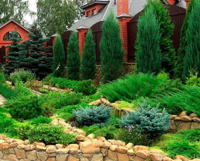 🏡Хвойные композиции 🌲Хвойники как и все другие растения н...