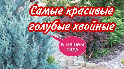 ХВОЙНЫЕ РАСТЕНИЯ В САДУ И ЛАНДШАФТНЫЕ КОМПОЗИЦИИ. Сборник - YouTube