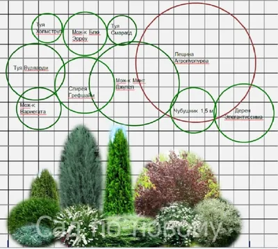 Хвойные растения в саду для начинающих - Fitodecor
