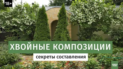 Хвойные растения для дачи: деревья и кустарники в садовом дизайне