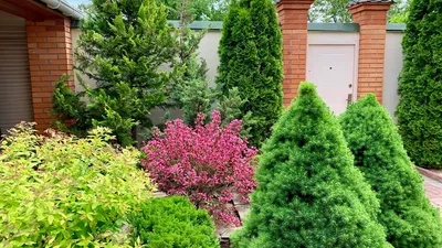Как используются хвойные в ландшафтном дизайне? | GardenPark