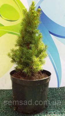 Самые неприхотливые хвойники для дачных участков
