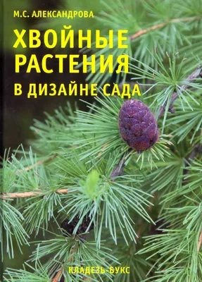 Хвойные растения для сада: советы по подбору и посадке | Строительный  портал RMNT.RU | Дзен