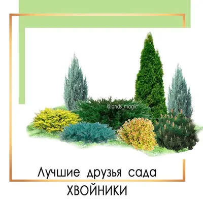 🌲 Хвойные растения в ландшафтом дизайне - как правильно ухаживать и с чем  их сочетать в саду